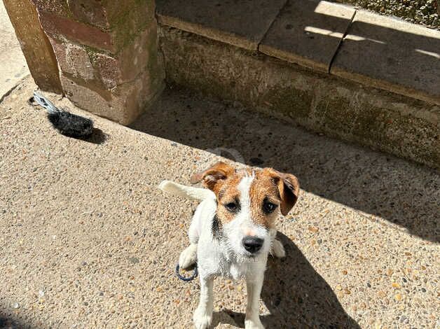 6month old pup for sale in Rochester, Northumberland