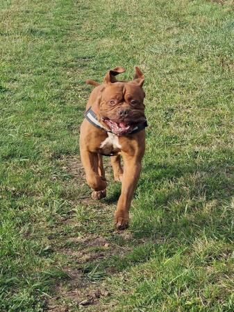 6yr old male and 4yr old female dogue de bordeaux for sale in Skegness, Lincolnshire