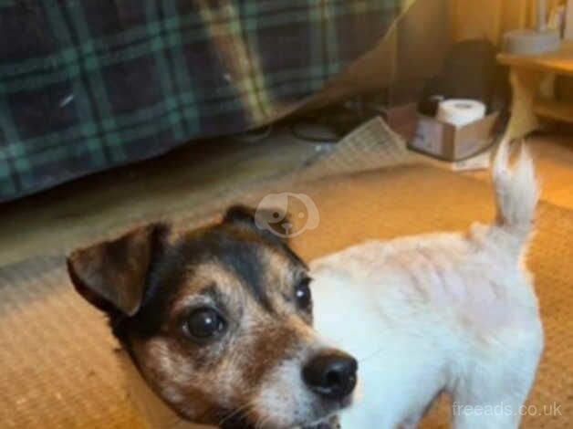 7/8 Year Old Male Jack Russel for sale in Lowestoft, Suffolk - Image 1