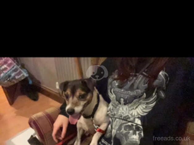 7/8 Year Old Male Jack Russel for sale in Lowestoft, Suffolk - Image 2