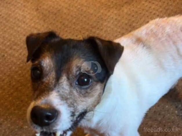 Jack Russell Puppies for sale in Suffolk