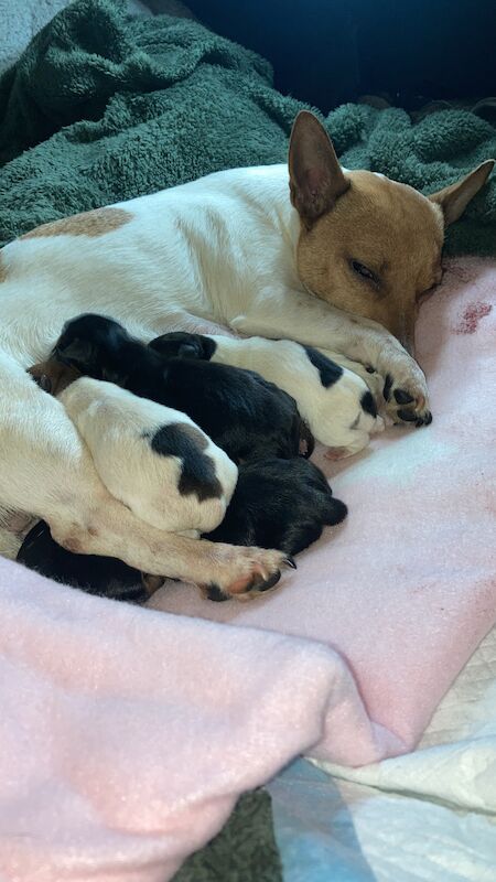 7 jack Russell puppies for sale in Colne, Lancashire