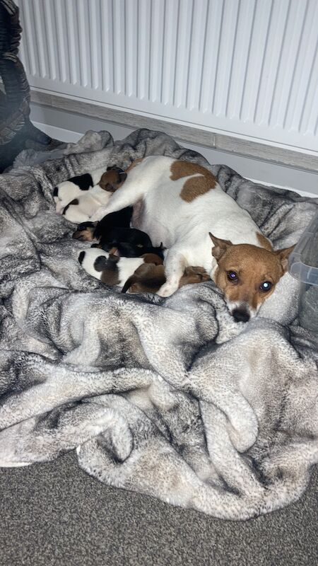 7 jack Russell puppies for sale in Colne, Lancashire - Image 2