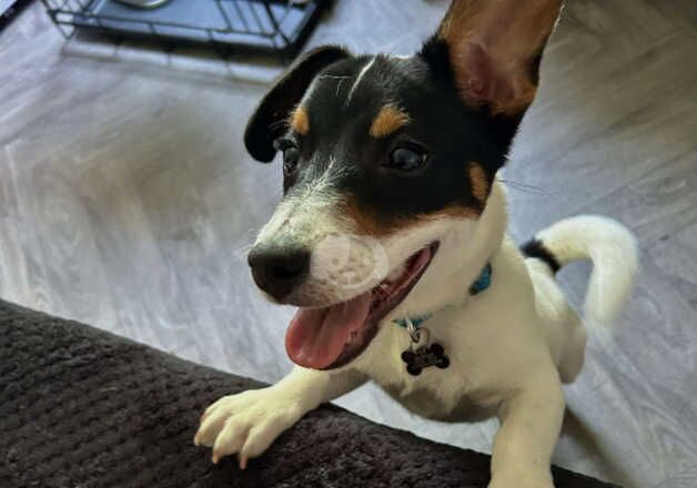 7 month old miniature Jack Russell male pup for sale in Harrogate, North Yorkshire