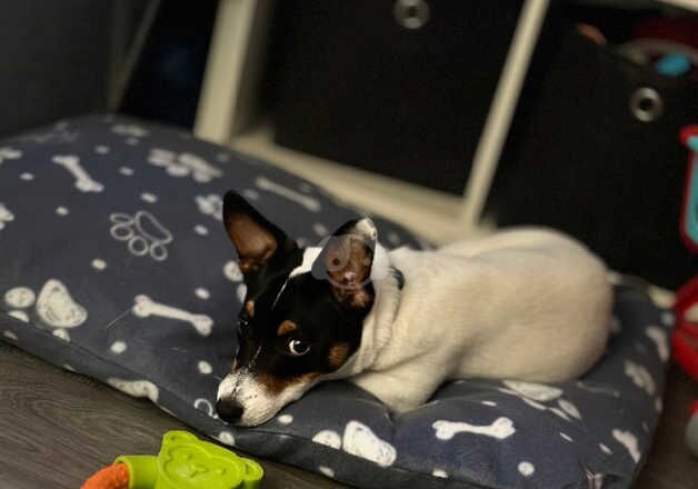 7 month old miniature Jack Russell male pup for sale in Harrogate, North Yorkshire - Image 2