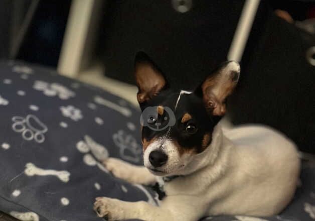 7 month old miniature Jack Russell male pup for sale in Harrogate, North Yorkshire - Image 3