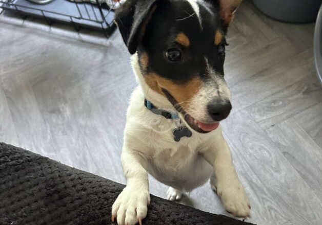 7 month old miniature Jack Russell male pup for sale in Harrogate, North Yorkshire - Image 4