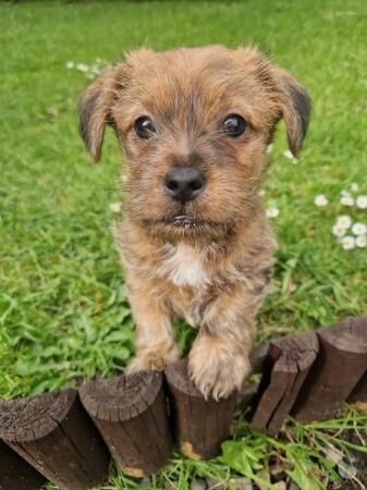 7 week old Jack Russell x yorkie for sale in Morecambe, Lancashire - Image 1