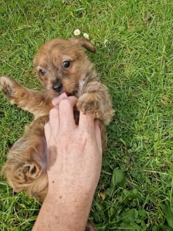 7 week old Jack Russell x yorkie for sale in Morecambe, Lancashire - Image 3