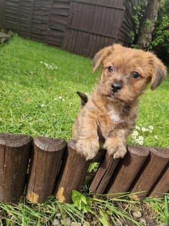 7 week old Jack Russell x yorkie for sale in Morecambe, Lancashire - Image 5