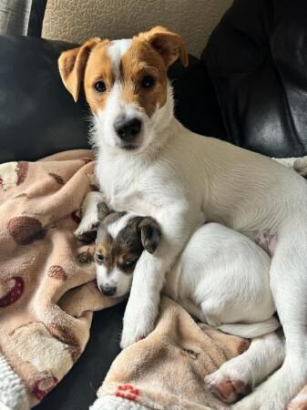 7 weeks old will be ready from 7/04/24 for sale in Watford, Hertfordshire - Image 2