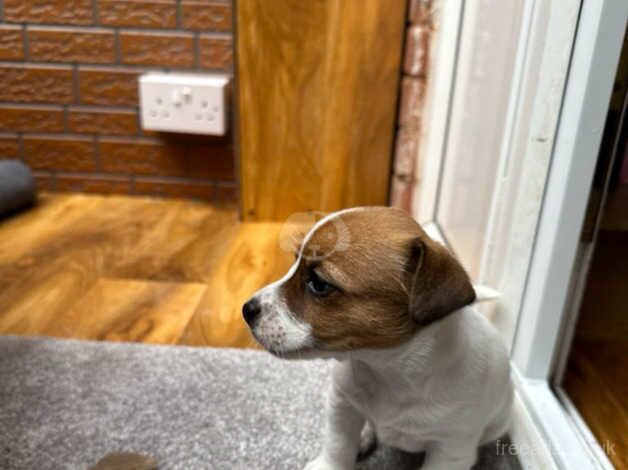 7weeks old pups looks for loving home for sale in Hereford, Herefordshire - Image 2