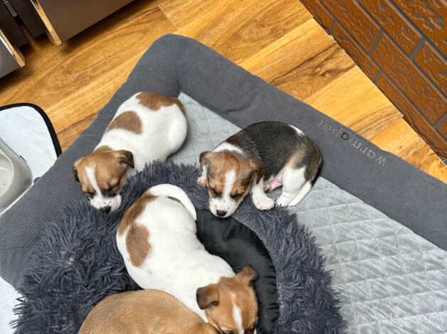 7weeks old pups looks for loving home for sale in Hereford, Herefordshire - Image 3