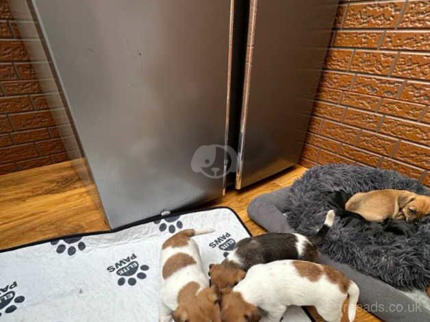 7weeks old pups looks for loving home for sale in Hereford, Herefordshire - Image 4