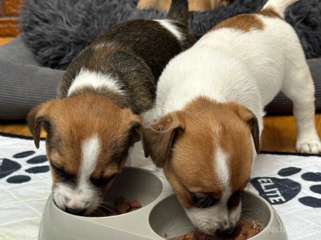 7weeks old pups looks for loving home for sale in Hereford, Herefordshire - Image 5