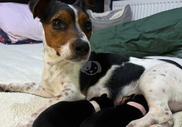 8 gorgeous jack russell pups for sale in Minehead, Somerset