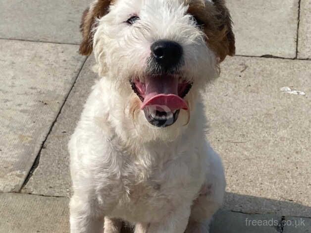 8 month old Jack Russell Dog for sale in Selby, North Yorkshire - Image 1