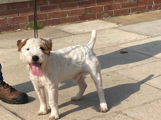 8 month old Jack Russell Dog for sale in Selby, North Yorkshire - Image 2