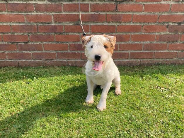 8 month old Jack Russell Dog for sale in Selby, North Yorkshire - Image 3