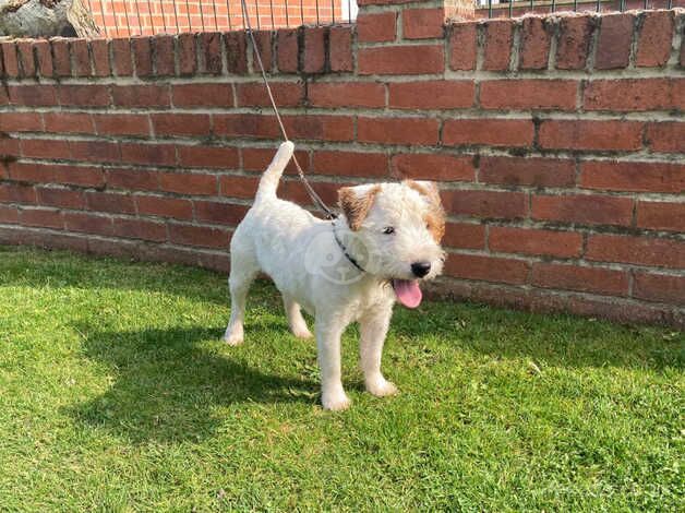 8 month old Jack Russell Dog for sale in Selby, North Yorkshire - Image 4