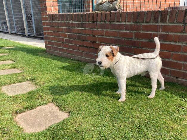 8 month old Jack Russell Dog for sale in Selby, North Yorkshire - Image 5