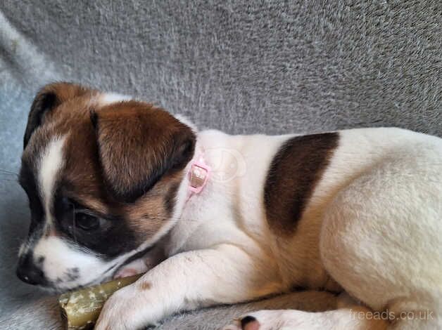 8 week Jack Russell girl for sale in Brackley, Northamptonshire - Image 1