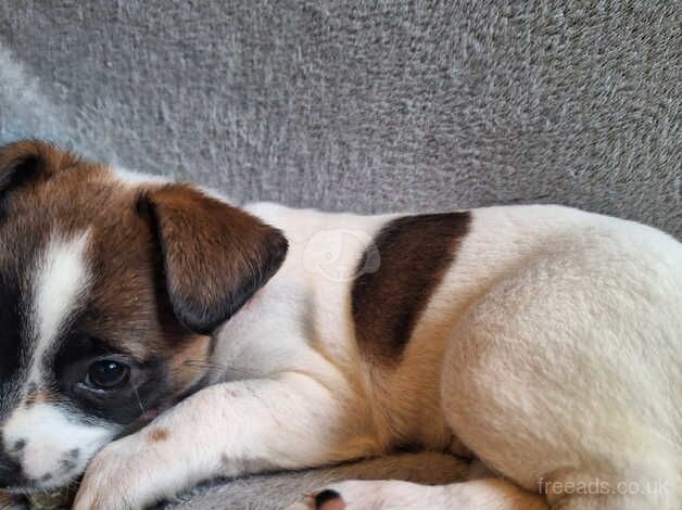 8 week Jack Russell girl for sale in Brackley, Northamptonshire - Image 2