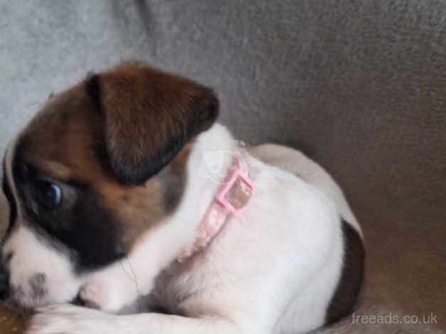 8 week Jack Russell girl for sale in Brackley, Northamptonshire - Image 3