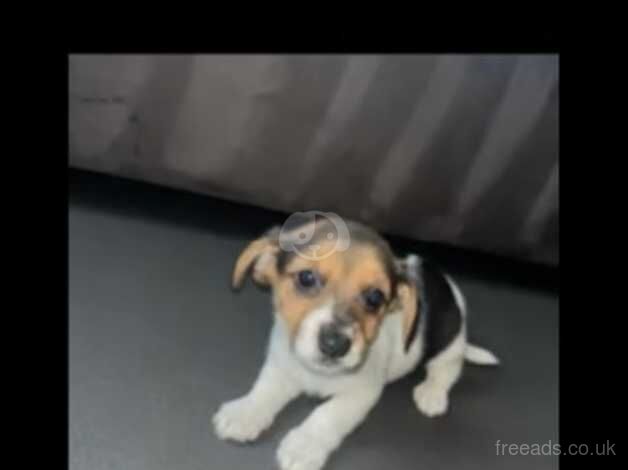 8 week old jack Russel for sale in Barnsley, South Yorkshire