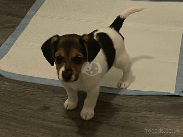 Jack Russell Puppies for sale in South Yorkshire