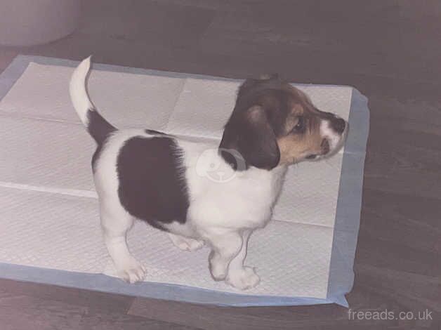 Jack Russell Puppies for sale