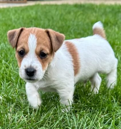 8 week old Jack Russell dog puppy for sale in Sudbury, Suffolk - Image 1