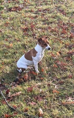 8 week old Jack Russell dog puppy for sale in Sudbury, Suffolk - Image 2