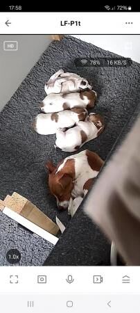 8 week old Jack Russell dog puppy for sale in Sudbury, Suffolk - Image 3
