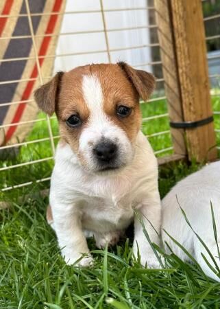 8 week old Jack Russell dog puppy for sale in Sudbury, Suffolk - Image 5