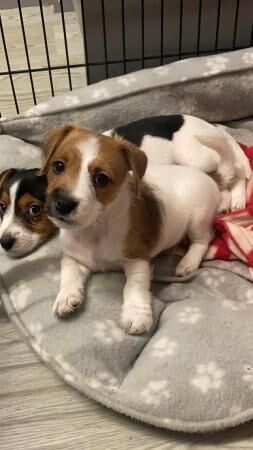 8 week old jack russell puppies for sale in Grantham, Lincolnshire