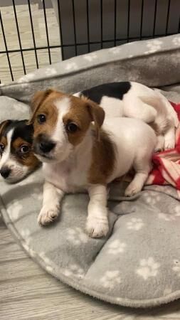 8 week old jack russell puppies for sale in Grantham, Lincolnshire - Image 1