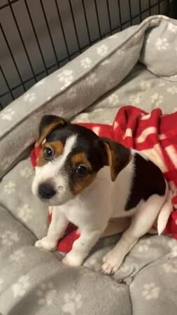 8 week old jack russell puppies for sale in Grantham, Lincolnshire - Image 3