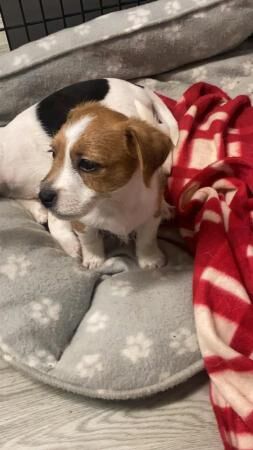 8 week old jack russell puppies for sale in Grantham, Lincolnshire - Image 4