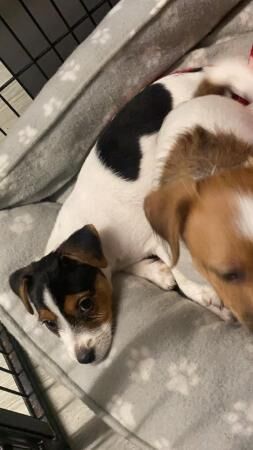 8 week old jack russell puppies for sale in Grantham, Lincolnshire - Image 5