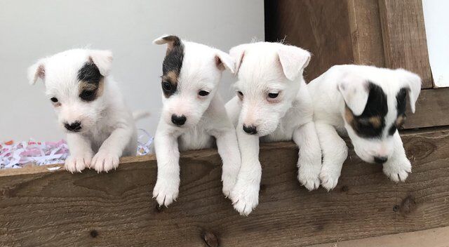 8 weeks jack Russell microchip for sale in Leicester, Leicestershire