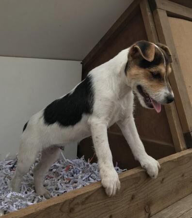 8 weeks jack Russell microchip for sale in Leicester, Leicestershire - Image 2