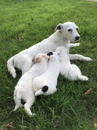 8 weeks jack Russell microchip for sale in Leicester, Leicestershire - Image 3