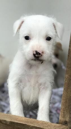 8 weeks jack Russell microchip for sale in Leicester, Leicestershire - Image 4