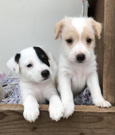 8 weeks jack Russell microchip for sale in Leicester, Leicestershire - Image 5