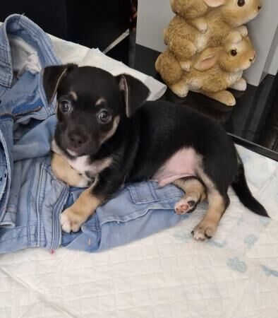 8 weeks old Jack Russell/Chihuahua puppies for sale in Hockley, Essex - Image 1