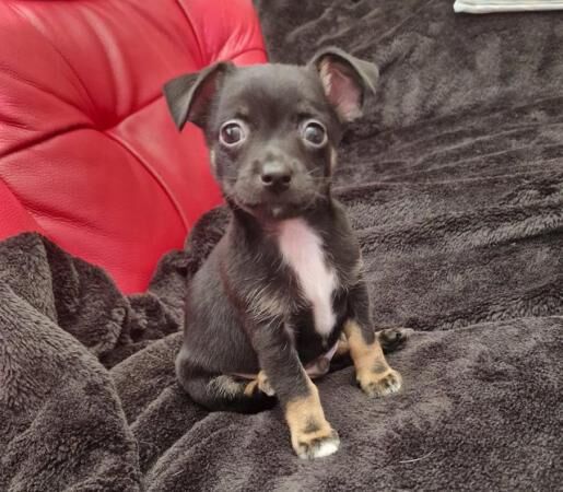 8 weeks old Jack Russell/Chihuahua puppies for sale in Hockley, Essex - Image 2