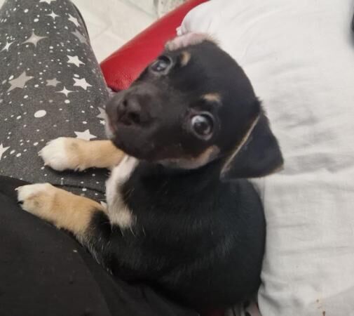 8 weeks old Jack Russell/Chihuahua puppies for sale in Hockley, Essex - Image 3