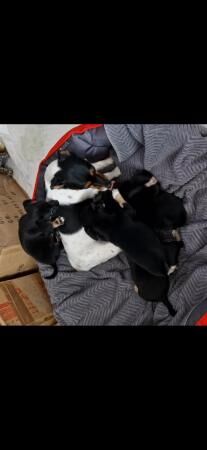 8 weeks old Jack Russell/Chihuahua puppies for sale in Hockley, Essex - Image 4