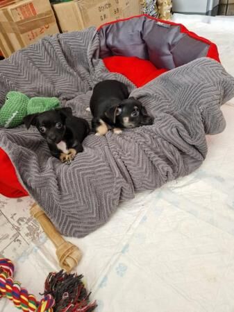 8 weeks old Jack Russell/Chihuahua puppies for sale in Hockley, Essex - Image 5